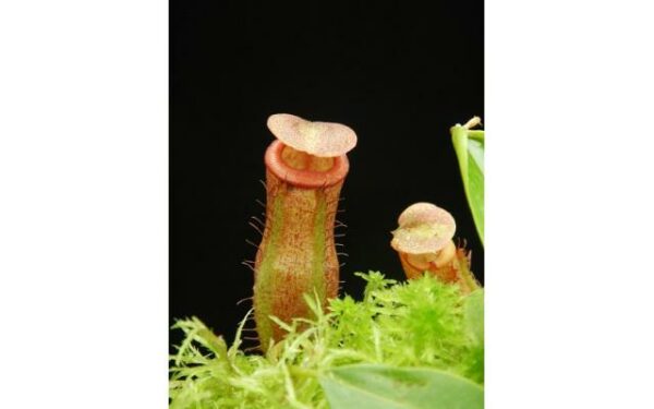 17067-600x375 Nepenthes mira x tenuis BE 4070