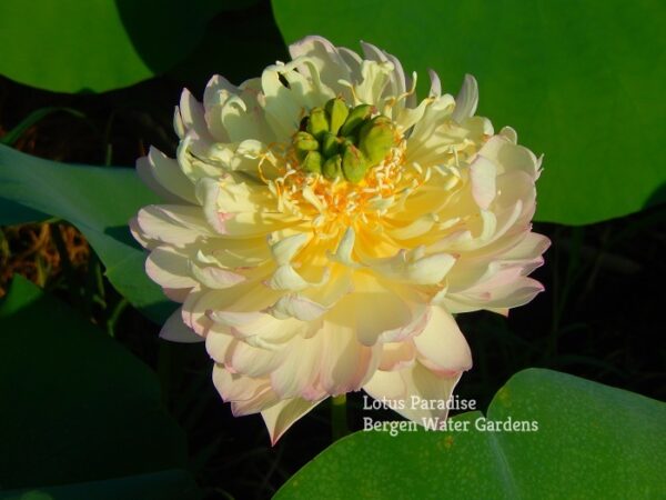 179金陵彩霞-7a-600x450 Colorful clouds in Jinling Lotus - One of Excellent Blooming!!!!
