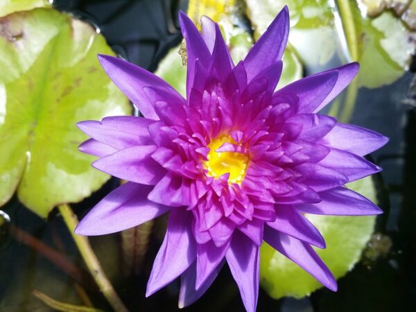 20150521_121356-KOS-R-600x450 Nymphaea King of Siam( Ship in spring)