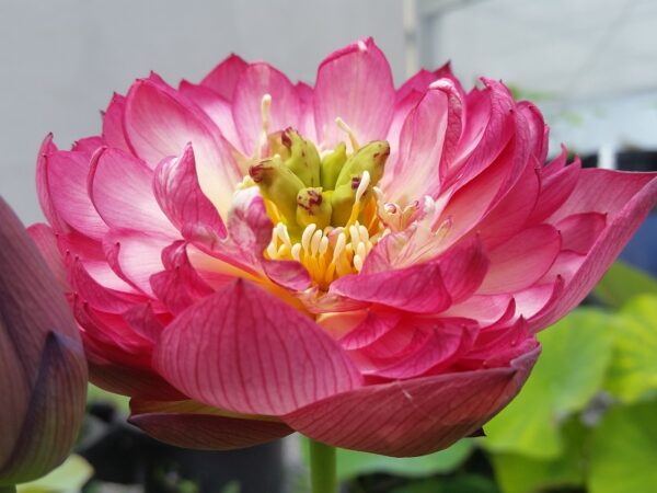 20150723_143758-R-600x450 Super Excellent Lotus ( One of excellent blooming with large flower)- All ship in spring