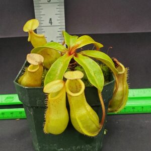 20150928_110721-R-300x300 Nepenthes veitchii x ventricosa BE 4500