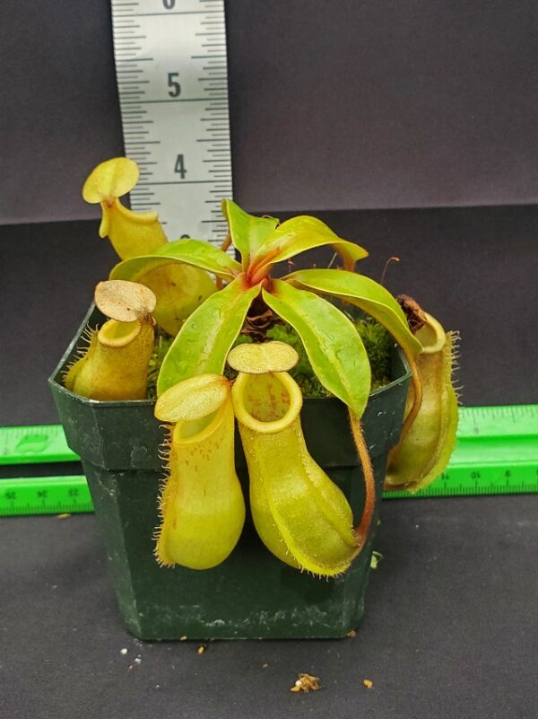 20150928_110721-R-600x801 Nepenthes veitchii x ventricosa BE 4500