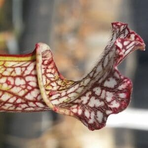 72 Hour Heat Pack – Add-On For Beauti Florist Plant Orders Only – Keep Plants Warm In Transit