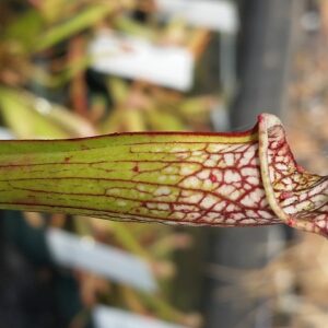 20151123_132614-R-300x300 Sarracenia leucophylla 'Tarnok'