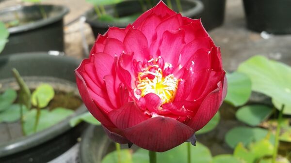 20160622_093542-R-600x337 Chinese Red Jingangshan Lotus