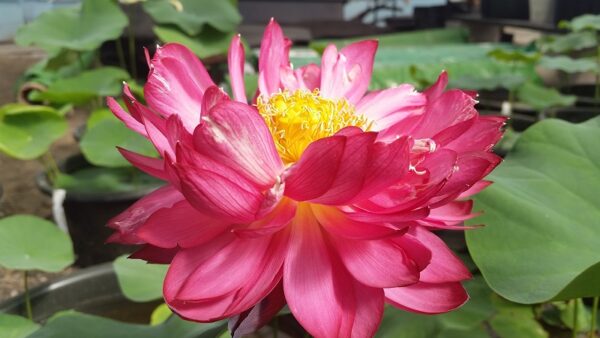 20160624_094617a-600x338 Chinese Red Jingangshan Lotus