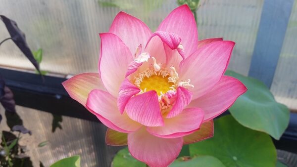 20160625_093130a-600x338 Butterfly's Love Lotus - One of Best bowl lotus ! All shipping in spring, 2024