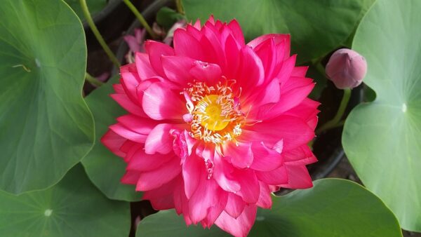 20160630_075233a-600x338 Chinese Red Jingangshan Lotus