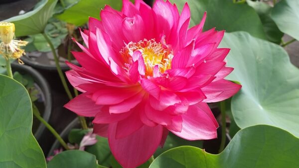 20160630_075238a-600x338 Chinese Red Jingangshan Lotus