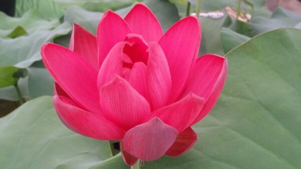 20160708_095641a-600x338 Chinese Red Beijing Lotus - Deepest Red ( All ship in spring 2023)