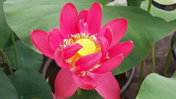 20160709_094114a-600x338 Chinese Red Beijing Lotus - Deepest Red ( All ship in spring 2023)