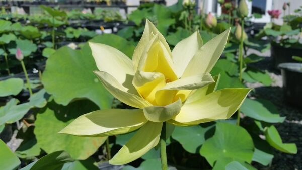 20160714_095825-A-600x338 Apricot's Yellow Lotus - All Ships Spring 2024