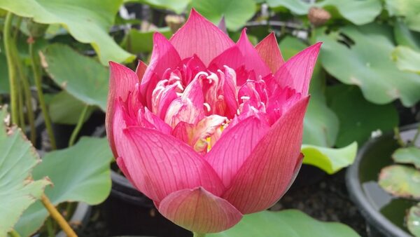 20160718_100637a-600x338 Chinese Red Ruijin Lotus