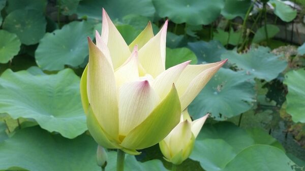 20160721_235927a-1-600x338 Golden Monkey Lotus - One of Nicest Versicolor! All ship in spring, 2024