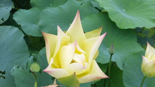 20160721_235933a-600x338 Golden Monkey Lotus - One of Nicest Versicolor! All ship in spring, 2024