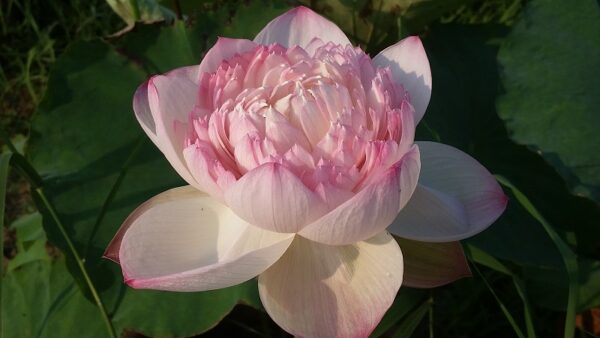 20160727_071556a-600x338 Super Lotus (Juwuba) - Don't Miss it!!!!! All ship in spring, 2024