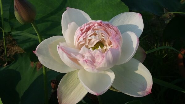 20160727_071602a-600x338 Super Lotus (Juwuba) - Don't Miss it!!!!! All ship in spring, 2024