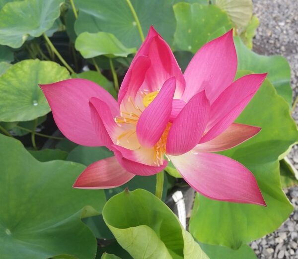 20160817_084537a-600x522 Chinese Red Yan'an Lotus- All ship in spring 2023