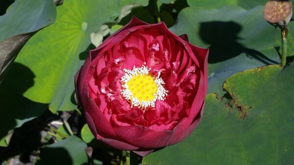 20160822_102913a-600x338 New Flame Lotus - One of Deepest Red Lotus! All ship in spring