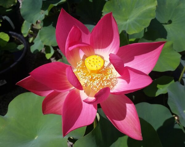 20160823_124940a-600x477 Chinese Red Yan'an Lotus- All ship in spring 2023