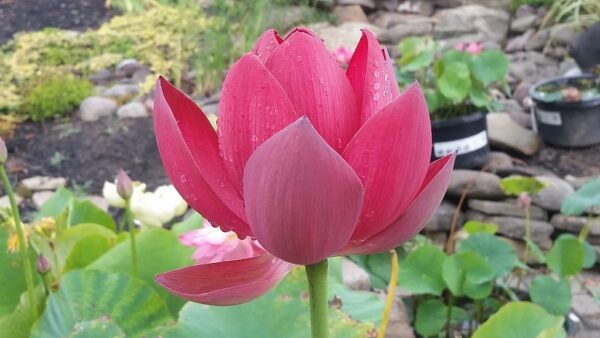 20160825_100052a-600x338 Chinese Red Beijing Lotus - Deepest Red ( All ship in spring 2023)