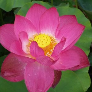 20160825_101615a-300x300 Bright Sky Lotus - All ship in spring 2023