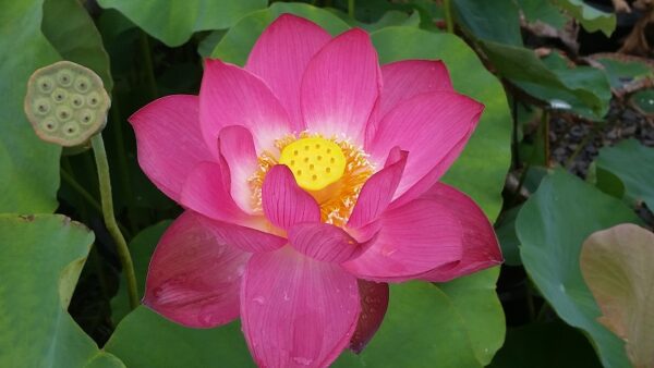20160825_101615a-600x338 Bright Sky Lotus - All ship in spring 2023