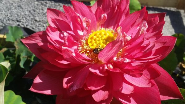 20160830_102132a-600x338 New Flame Lotus - One of Deepest Red Lotus! All ship in spring