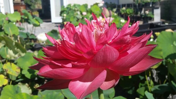 20160830_102153a-600x338 New Flame Lotus - One of Deepest Red Lotus! All ship in spring