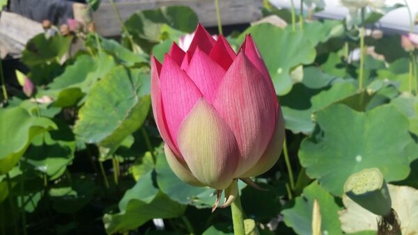20160830_102622a-600x338 Chinese Red Yan'an Lotus- All ship in spring 2023