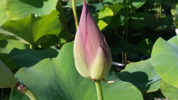 20160830_102630a-600x338 Chinese Red Yan'an Lotus- All ship in spring 2023