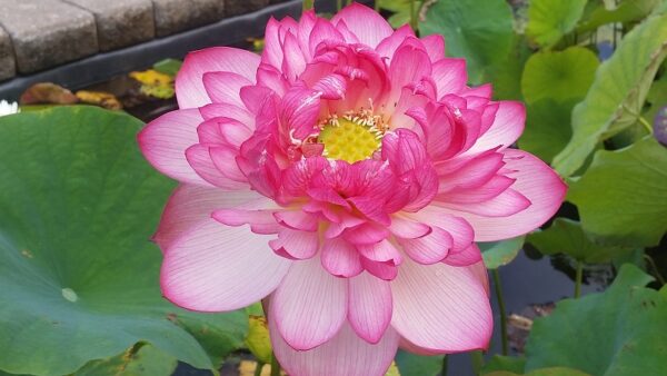 20160908_092613a-600x338 Super Excellent Lotus ( One of excellent blooming with large flower)- All ship in spring