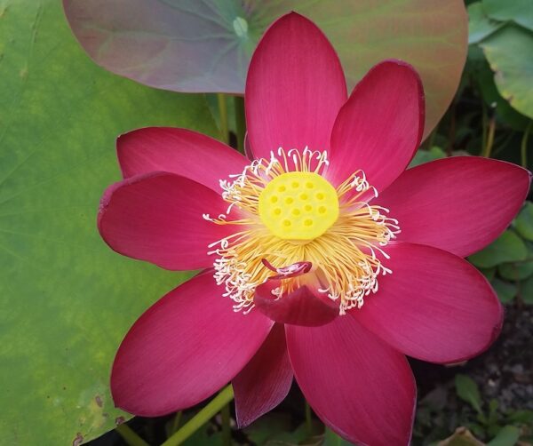 20160910_102340a-600x502 Chinese Red Beijing Lotus - Deepest Red ( All ship in spring 2023)