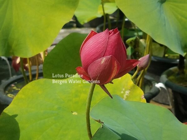 20170806_135645ab-600x450 Drop Blood Lotus - One of deepest red bowl lotus!!!