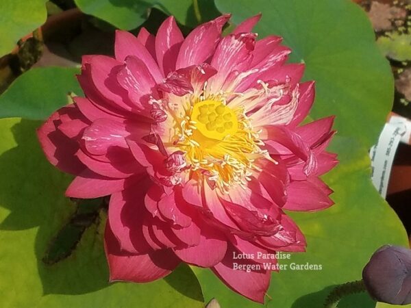 20170814_103241-2ab-600x450 Drop Blood Lotus - One of deepest red bowl lotus!!!