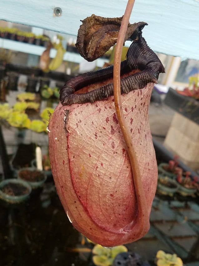 Nepenthes sibuyanensis BE3164 – Bergen Water Gardens, Lotus Paradise