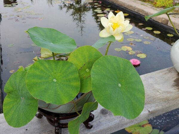 20190813_093553-R-600x450 Lotus Leaf Pot 11