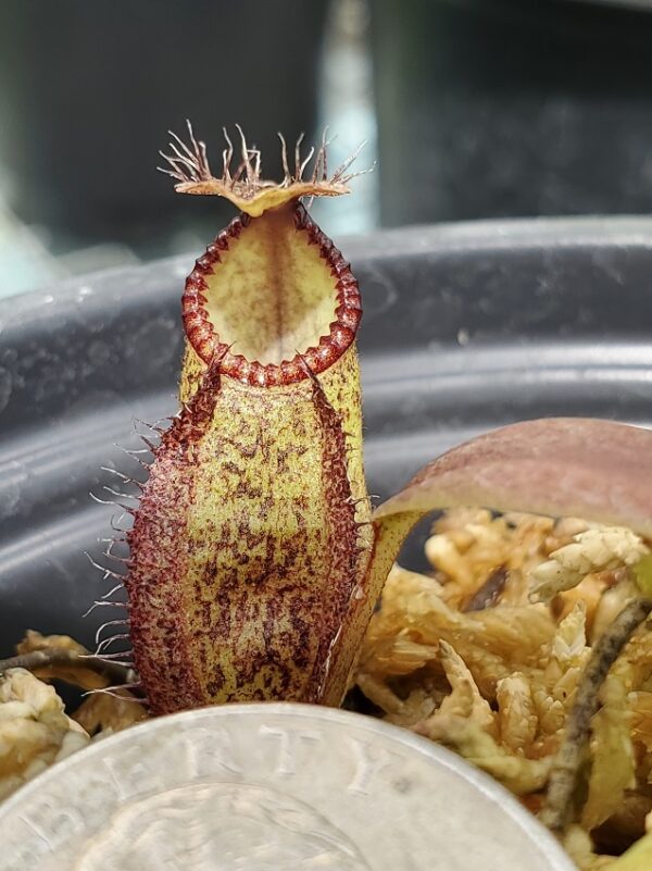20190826_124617-R-aug-2019-600x801 Nepenthes hamata ‘Gng. Tambusisi’ BE 3975