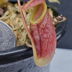 20200908_190023-R-300x300 Nepenthes singalana x tenuis BE 3988