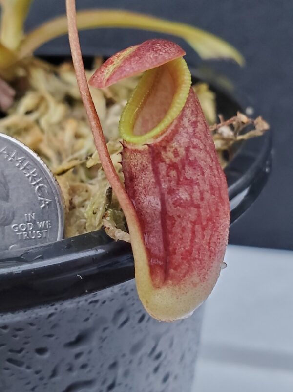 20200908_190023-R-600x801 Nepenthes singalana x tenuis BE 3988