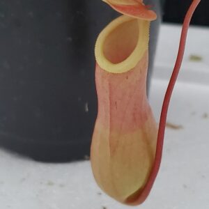 20200908_193748-R-300x300 Nepenthes x ventrata