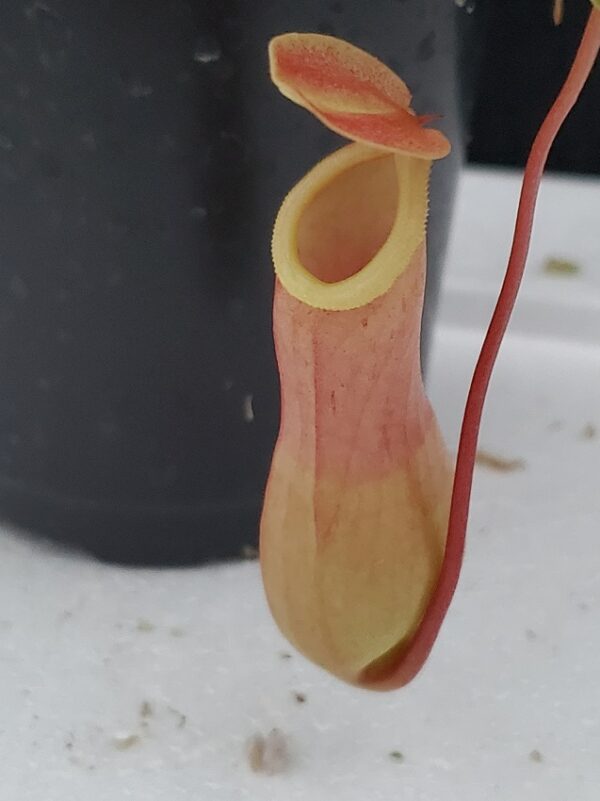 20200908_193748-R-600x801 Nepenthes x ventrata
