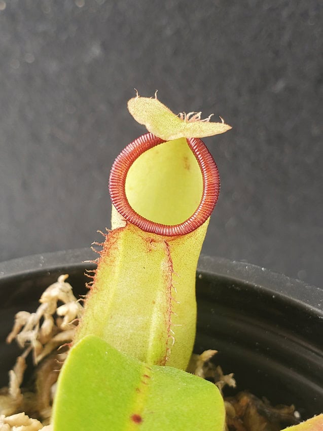 Nepenthes ampullaria x campanulata BE 3840 – Bergen Water Gardens