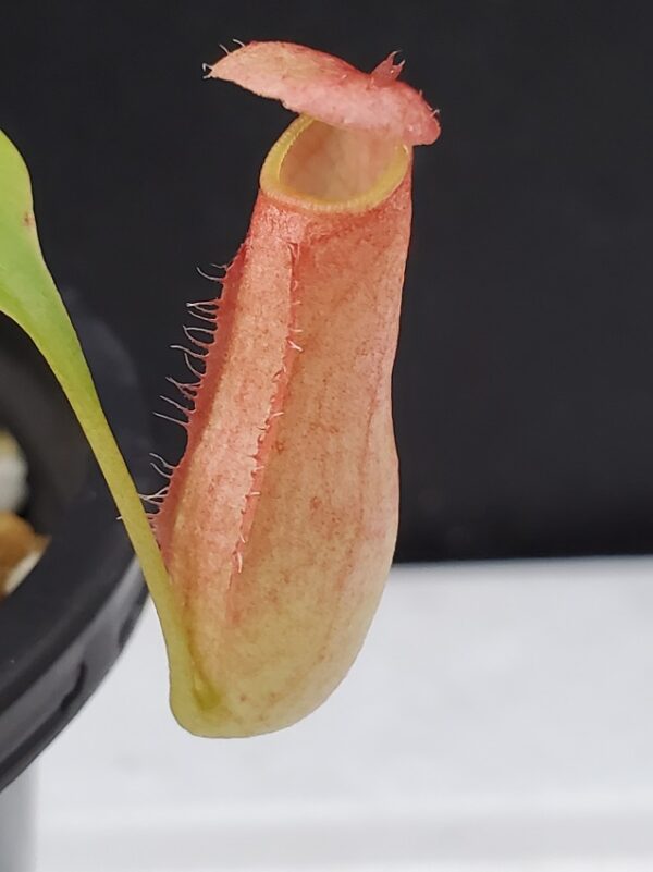 20200924_184956-R-600x801 Nepenthes madagascariensis BE 3247