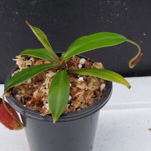 20200924_185841-R-300x300 Nepenthes ampullaria x aristolochioides BE 3758