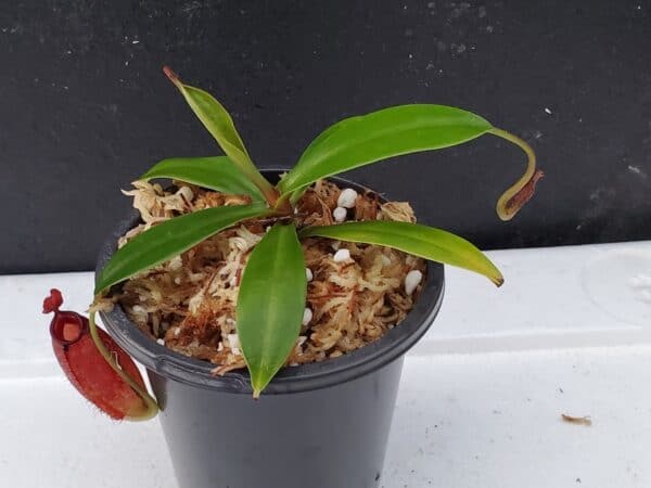 Borneo Exotics Nepenthes ampullaria x aristolochioides - Thumbnail 5