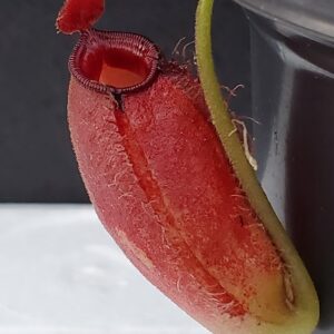 20200924_185851-R-300x300 Nepenthes ampullaria x aristolochioides BE 3758