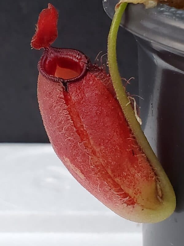 Borneo Exotics Nepenthes ampullaria x aristolochioides - Thumbnail 2