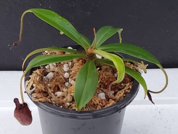 Borneo Exotics Nepenthes ampullaria x aristolochioides - Thumbnail 4
