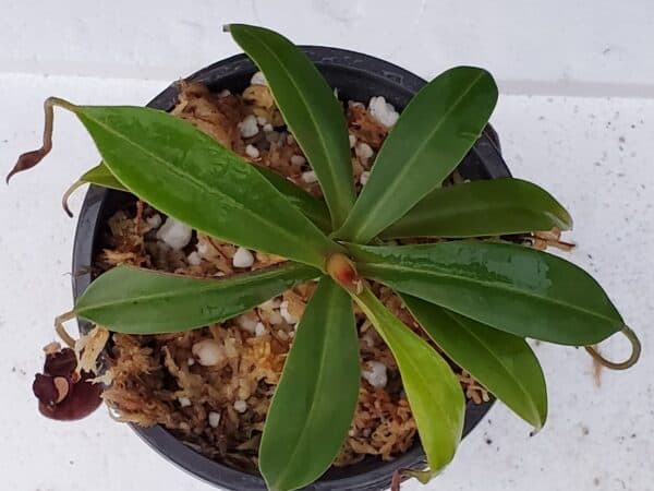 Borneo Exotics Nepenthes ampullaria x aristolochioides - Thumbnail 3